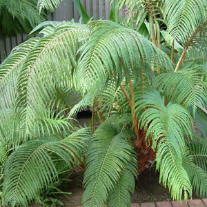 Sadleria cyatheoides